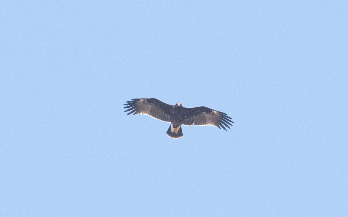 Greater Spotted Eagle - ML626249198