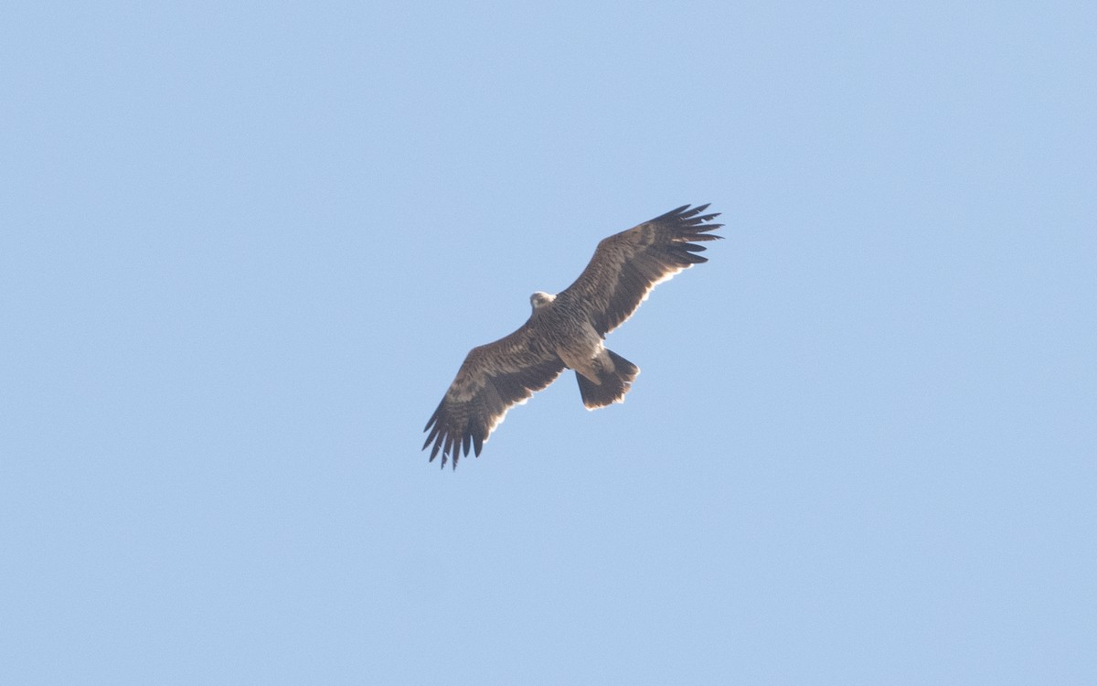 Imperial Eagle - ML626249264
