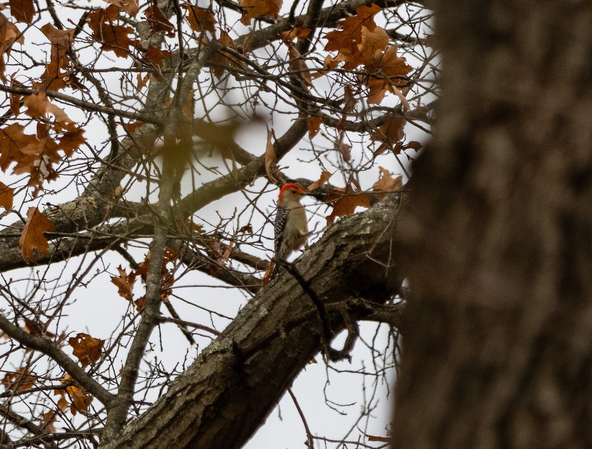 Red-bellied Woodpecker - ML626249281