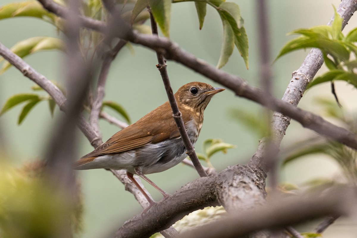 Veery - ML626249360