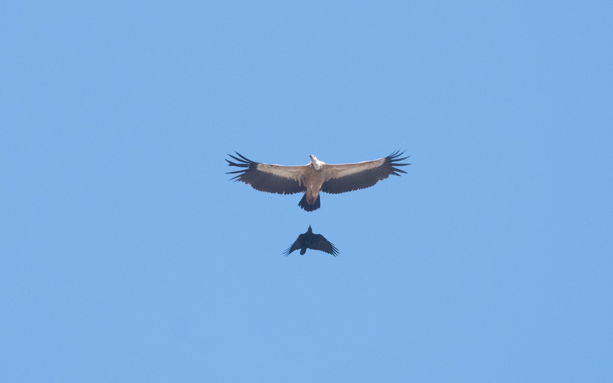 Eurasian Griffon - ML626249414