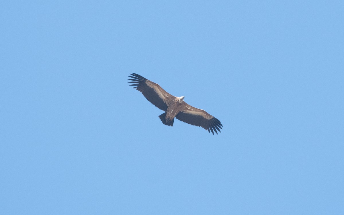 Eurasian Griffon - ML626249415