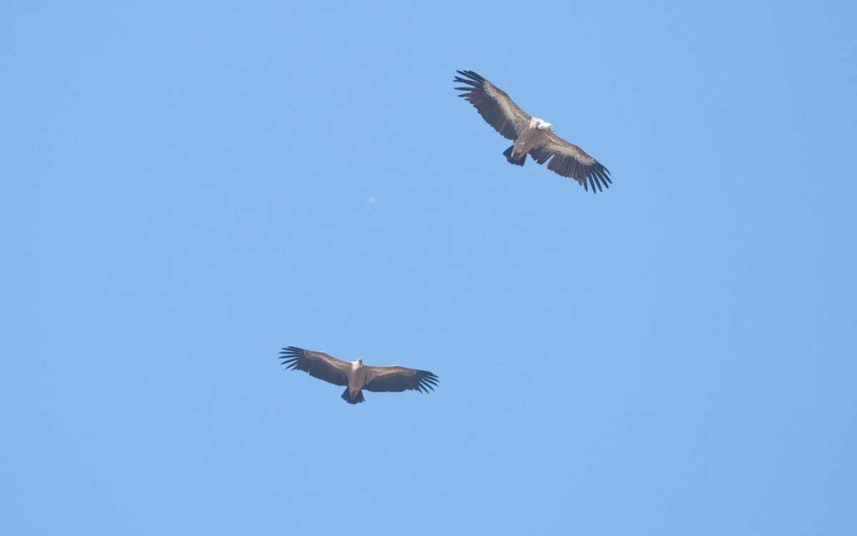 Eurasian Griffon - ML626249416