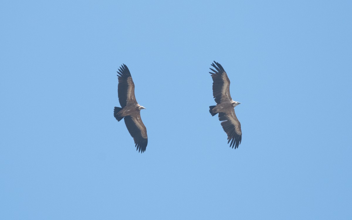 Eurasian Griffon - ML626249417
