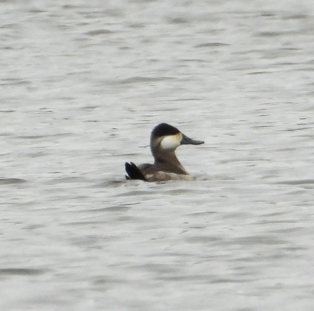 Ruddy Duck - ML626249855