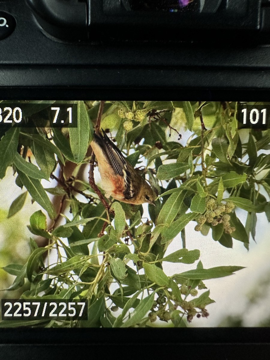 Bay-breasted Warbler - ML626249878
