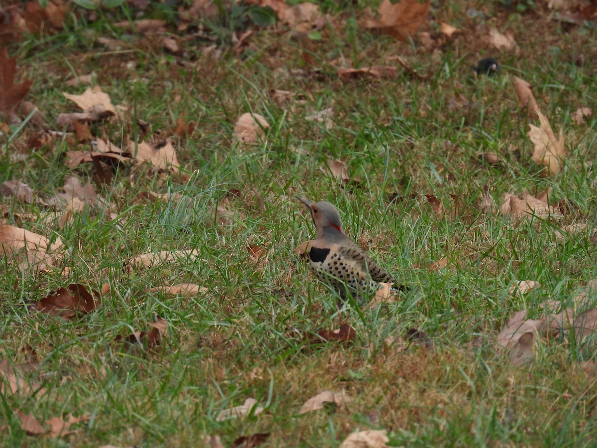 Northern Flicker - ML626250084