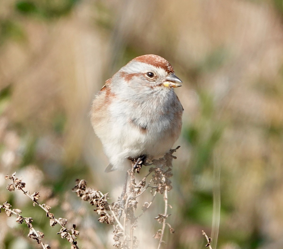 American Tree Sparrow - ML626250200