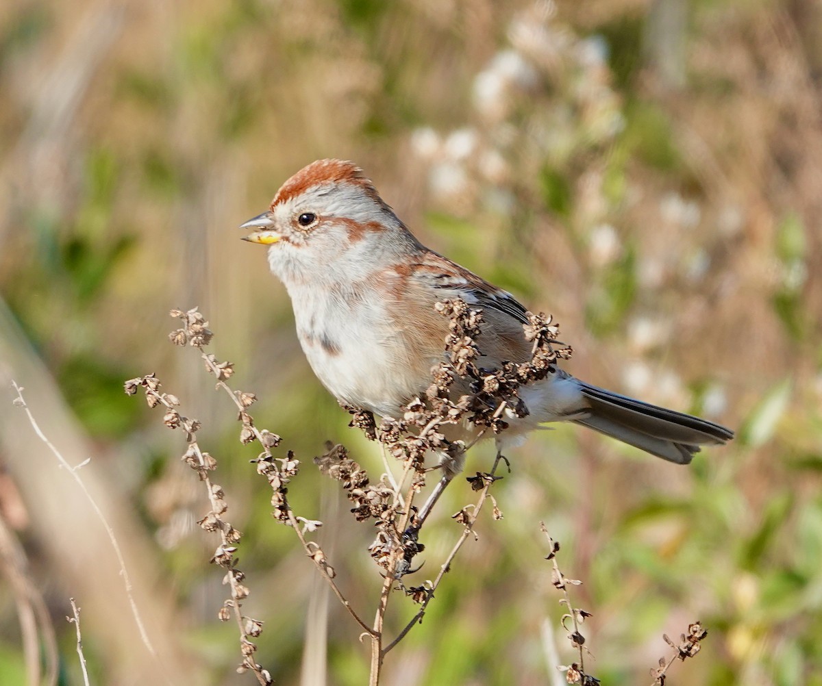 American Tree Sparrow - ML626250201