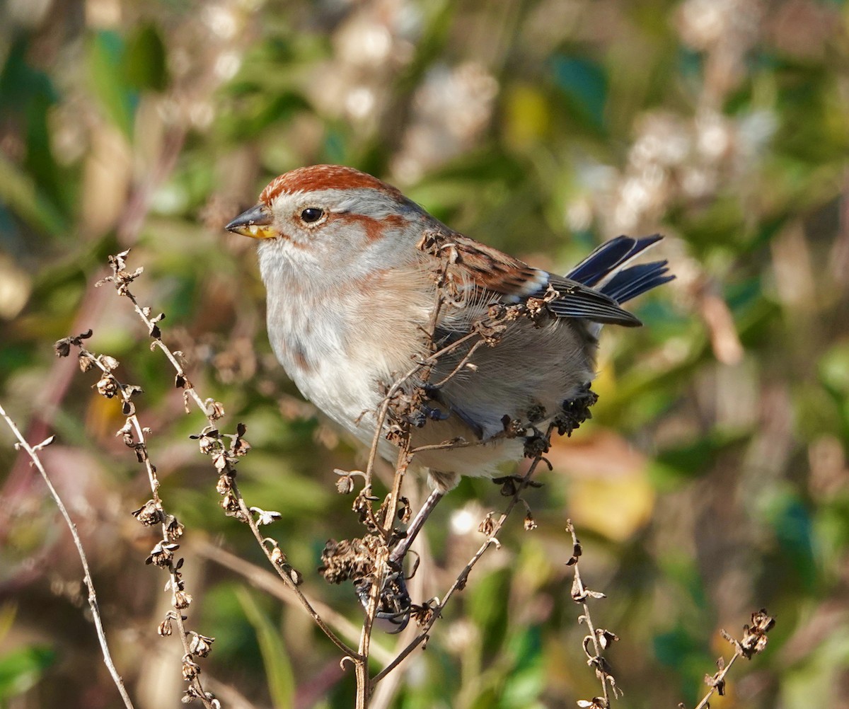American Tree Sparrow - ML626250202