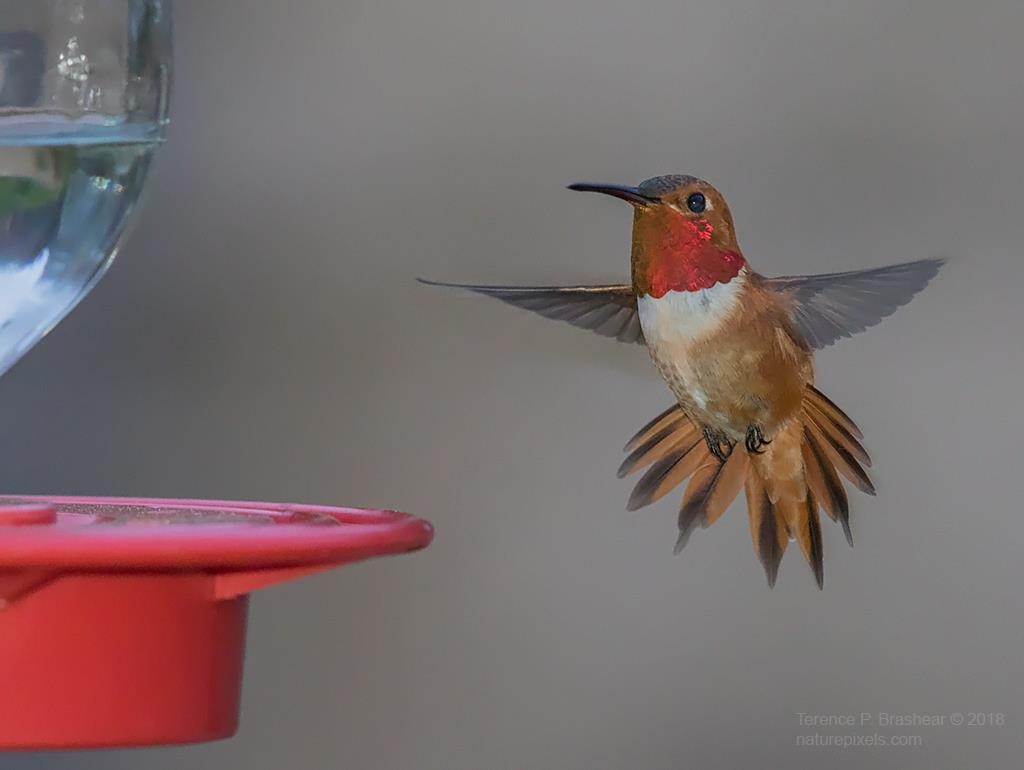 Rufous Hummingbird - ML626251007