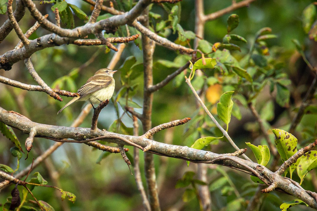 Mouse-colored Tyrannulet (Northern) - ML626251053