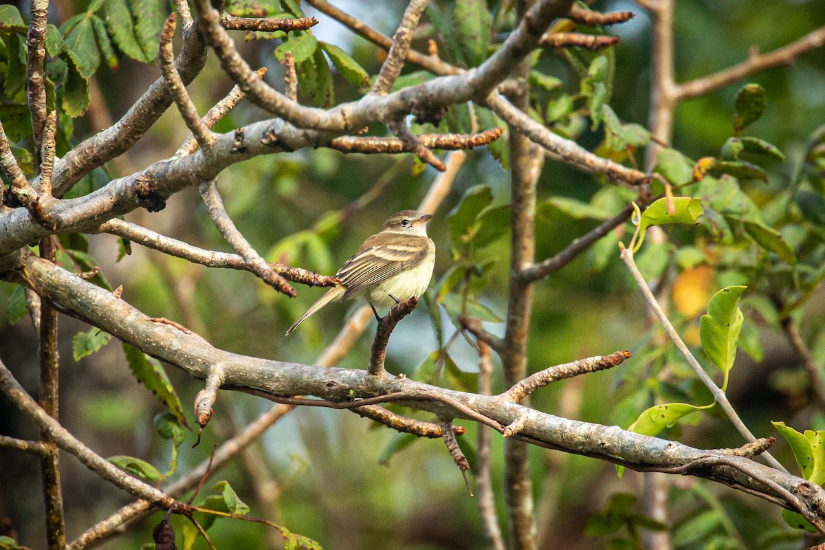 Mouse-colored Tyrannulet (Northern) - ML626251055