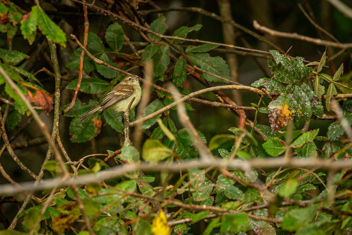 Mouse-colored Tyrannulet (Northern) - ML626251056