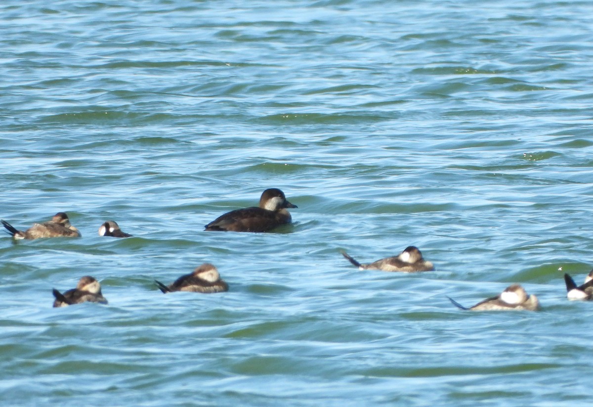 Black Scoter - ML626251099