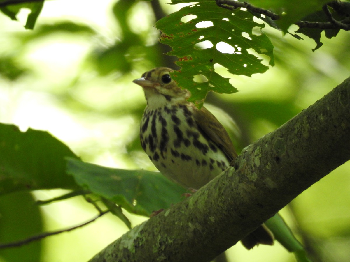 Ovenbird - ML62625111