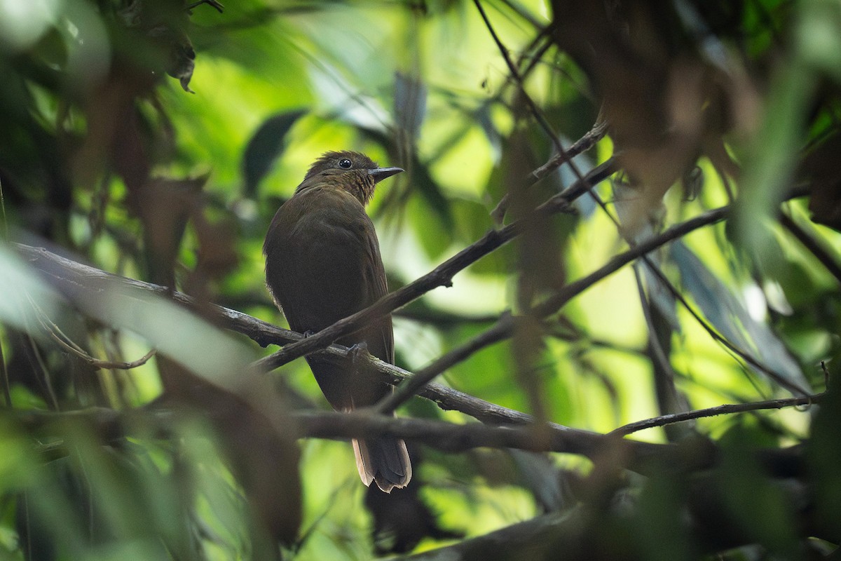 Brown-winged Schiffornis - ML626251175