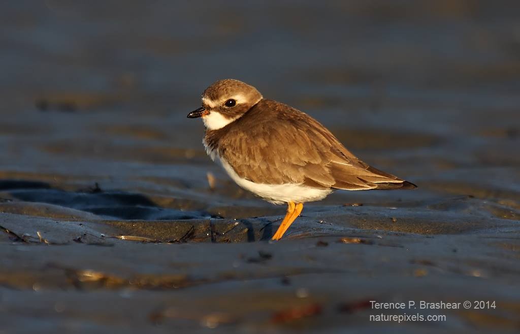 Semipalmated Plover - ML626251271