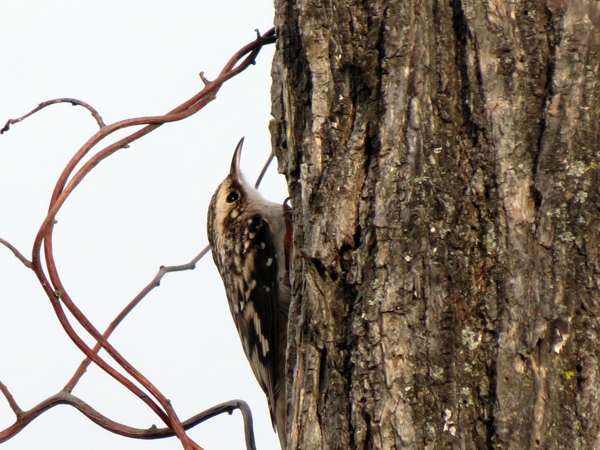 Brown Creeper - ML626251289