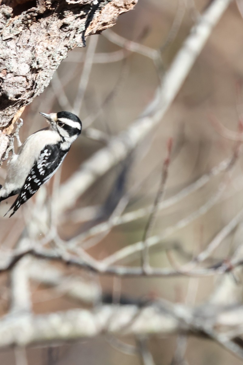 Downy Woodpecker - ML626251373