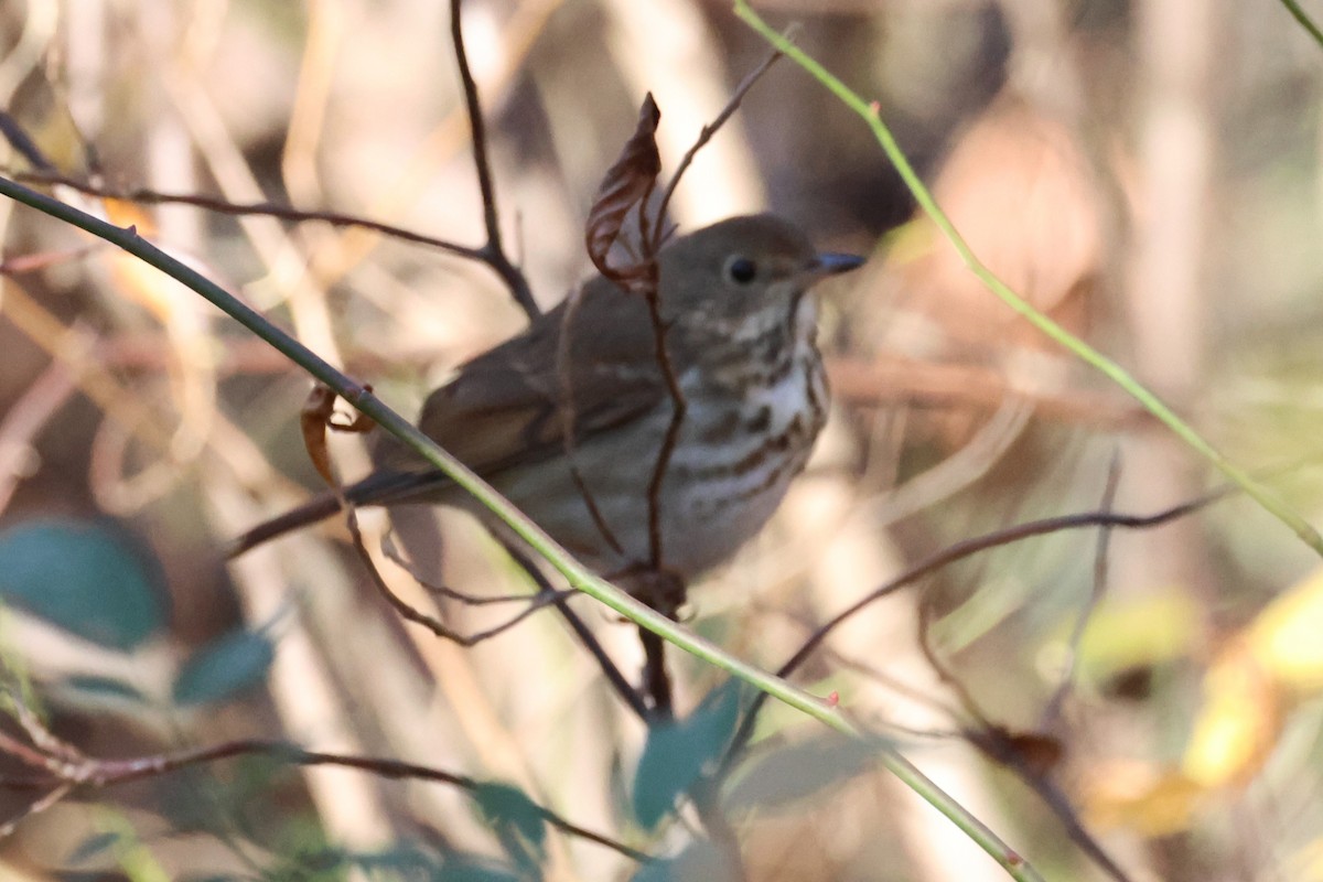 קיכלי חלוד-זנב - ML626251385