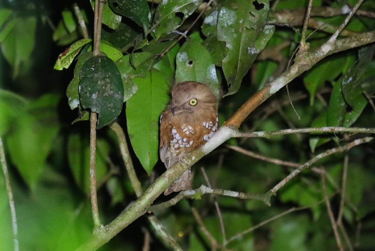Bornean Frogmouth - ML626251394
