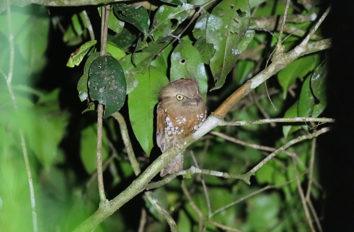 Bornean Frogmouth - ML626251404