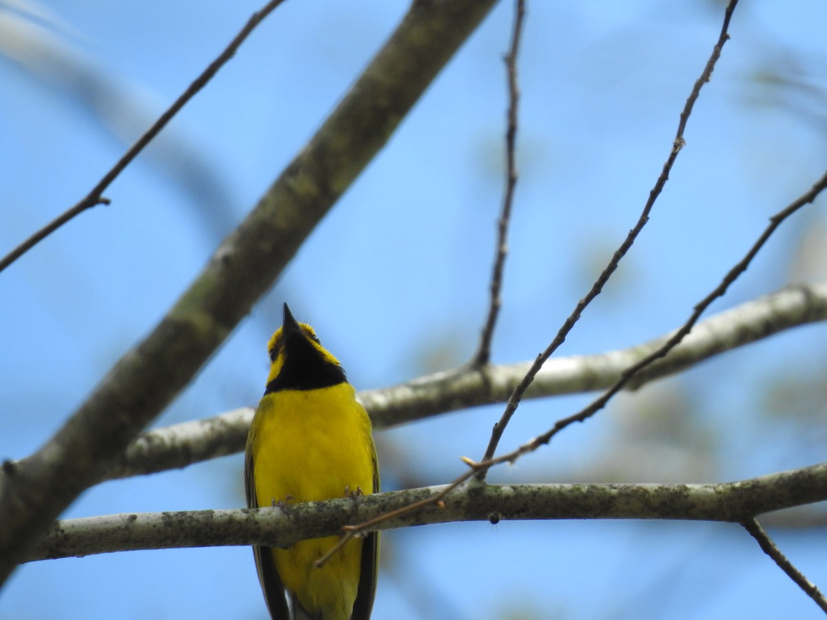 Hooded Warbler - ML62625141