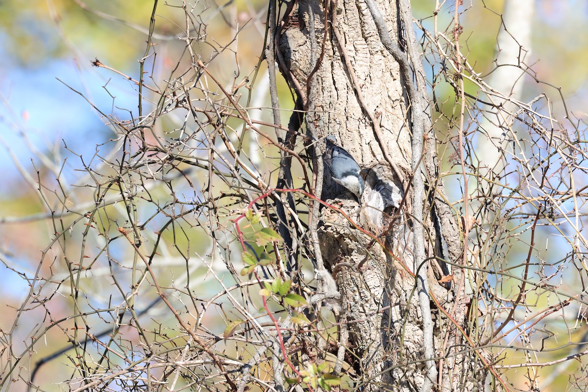 White-breasted Nuthatch - ML626251414