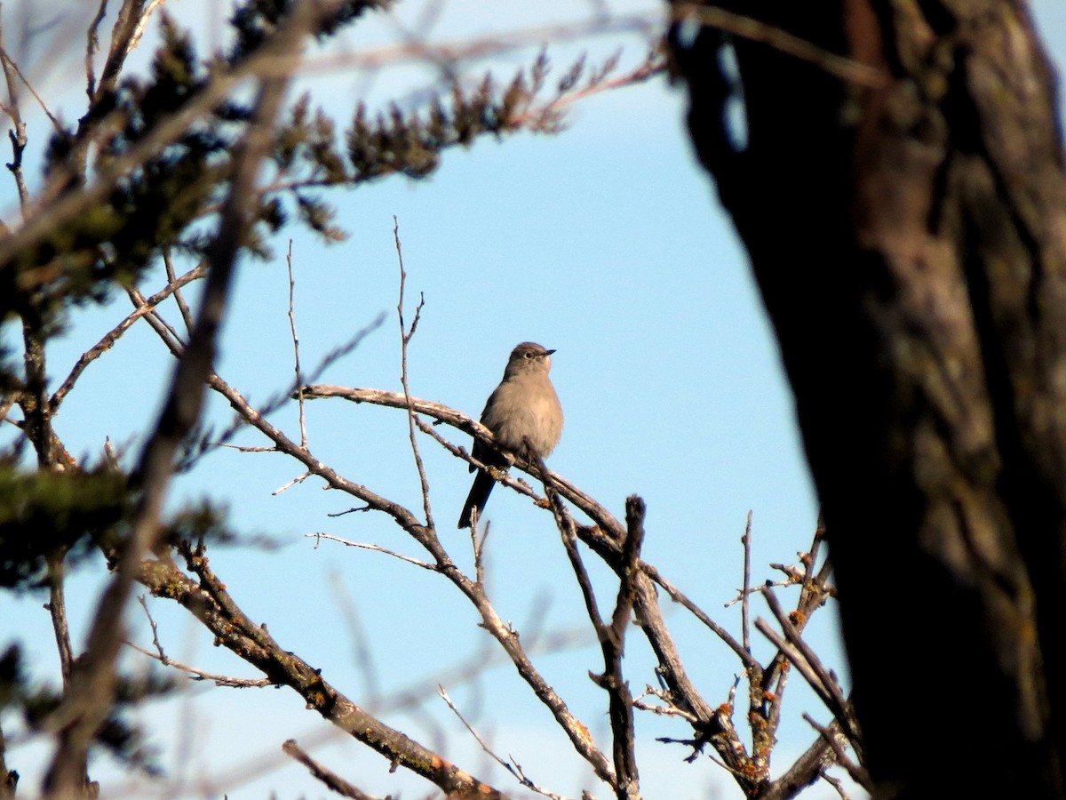 Townsend's Solitaire - ML626251626