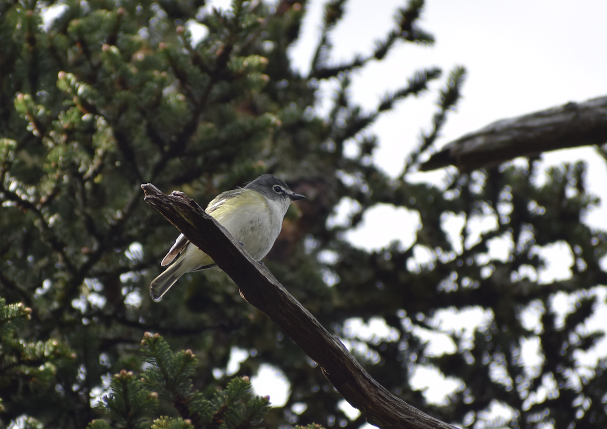 Blue-headed Vireo - ML626251833
