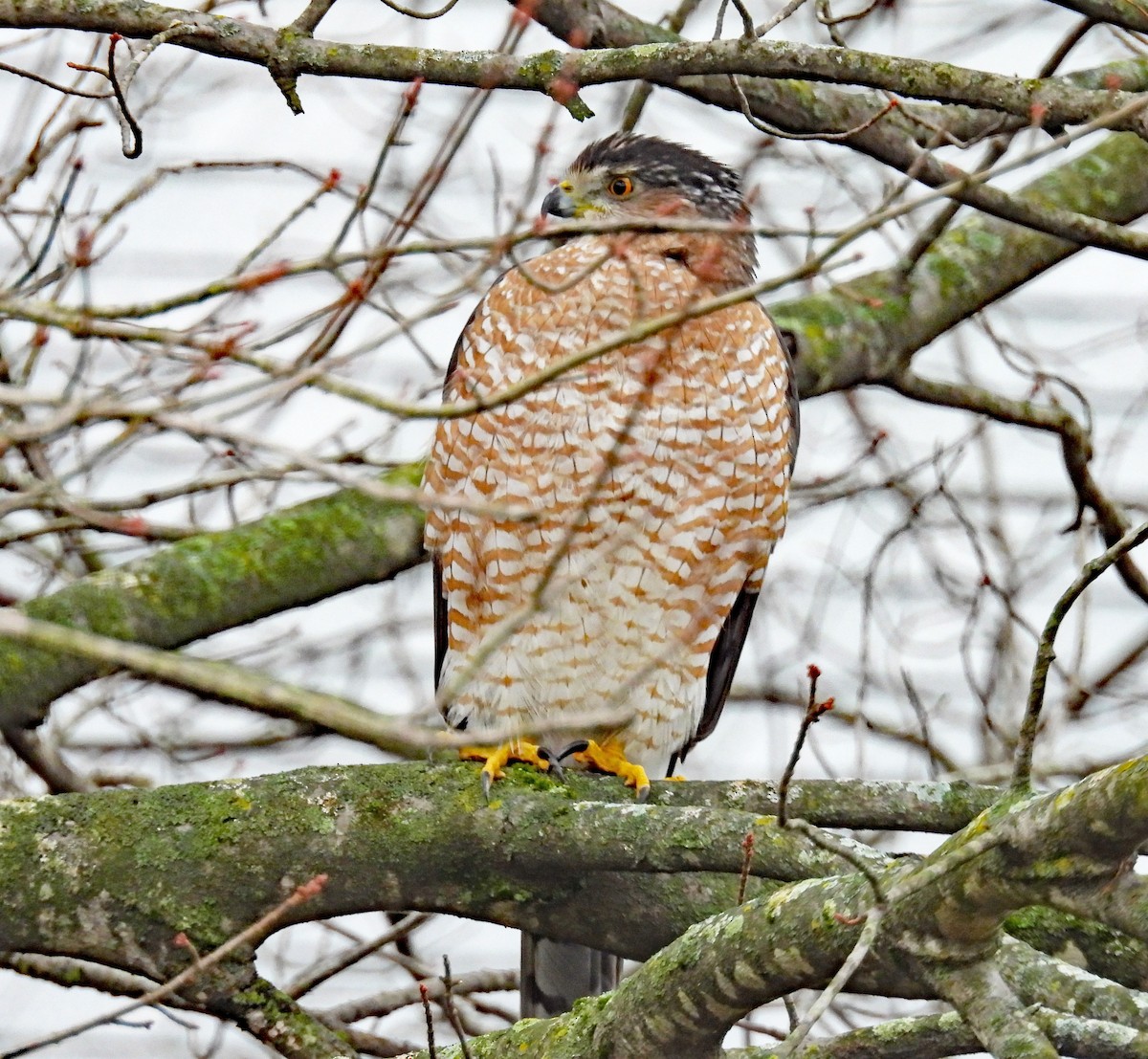 Cooper's Hawk - ML626252221