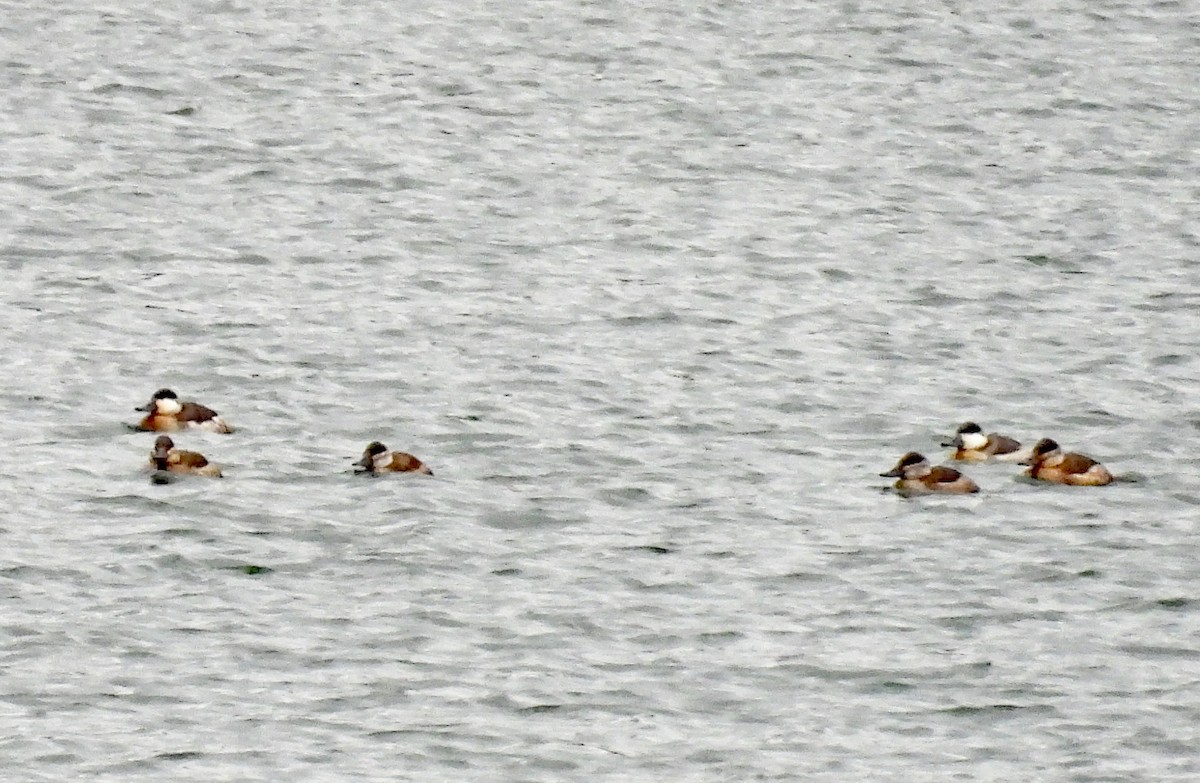 Ruddy Duck - ML626252257