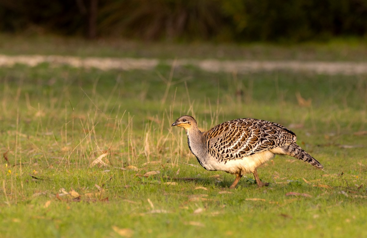 Malleefowl - ML626252273