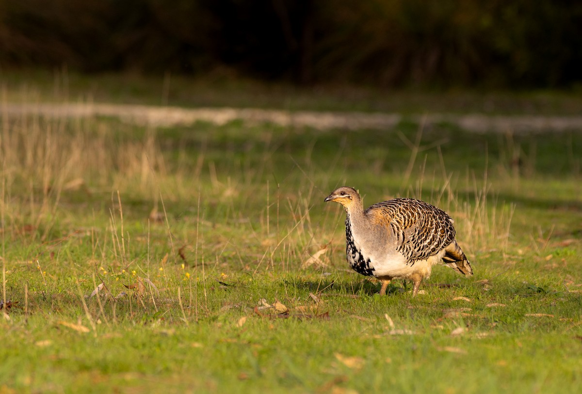 Malleefowl - ML626252274