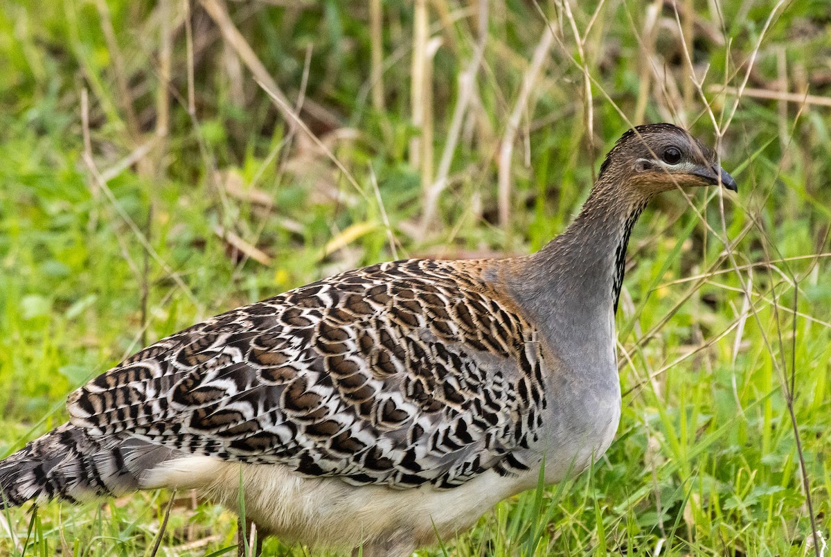 Malleefowl - ML626252275