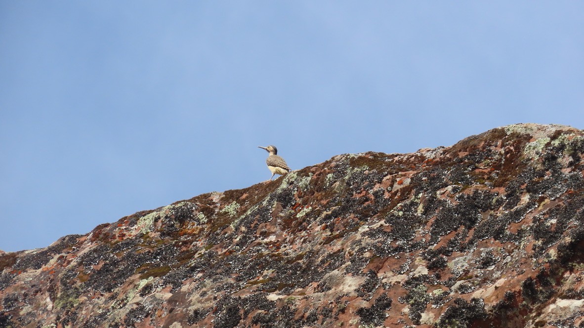 Andean Flicker - ML626252310