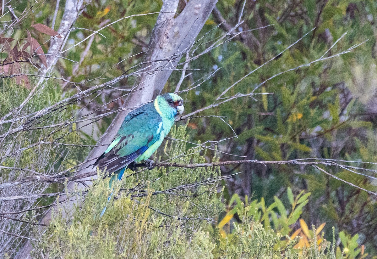 Australian Ringneck - ML626252338