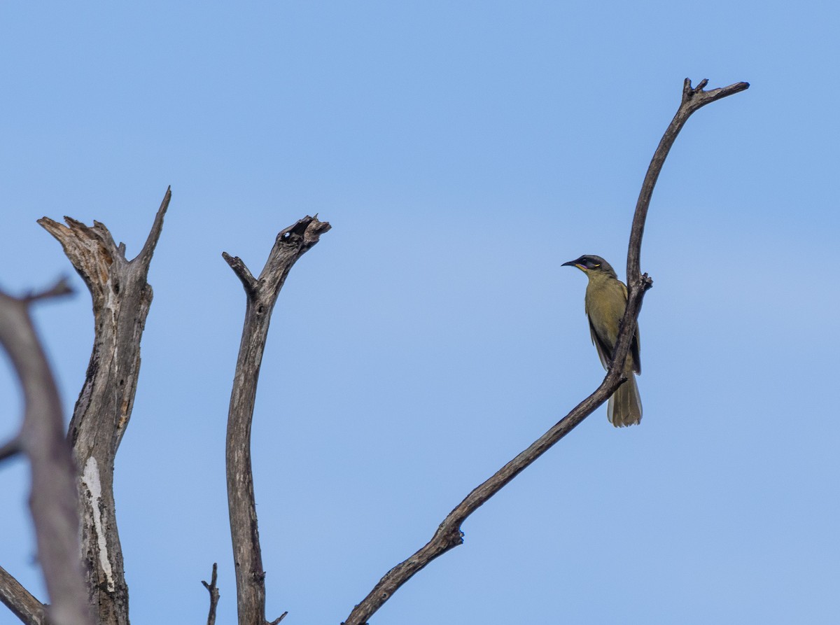Purple-gaped Honeyeater - ML626252465