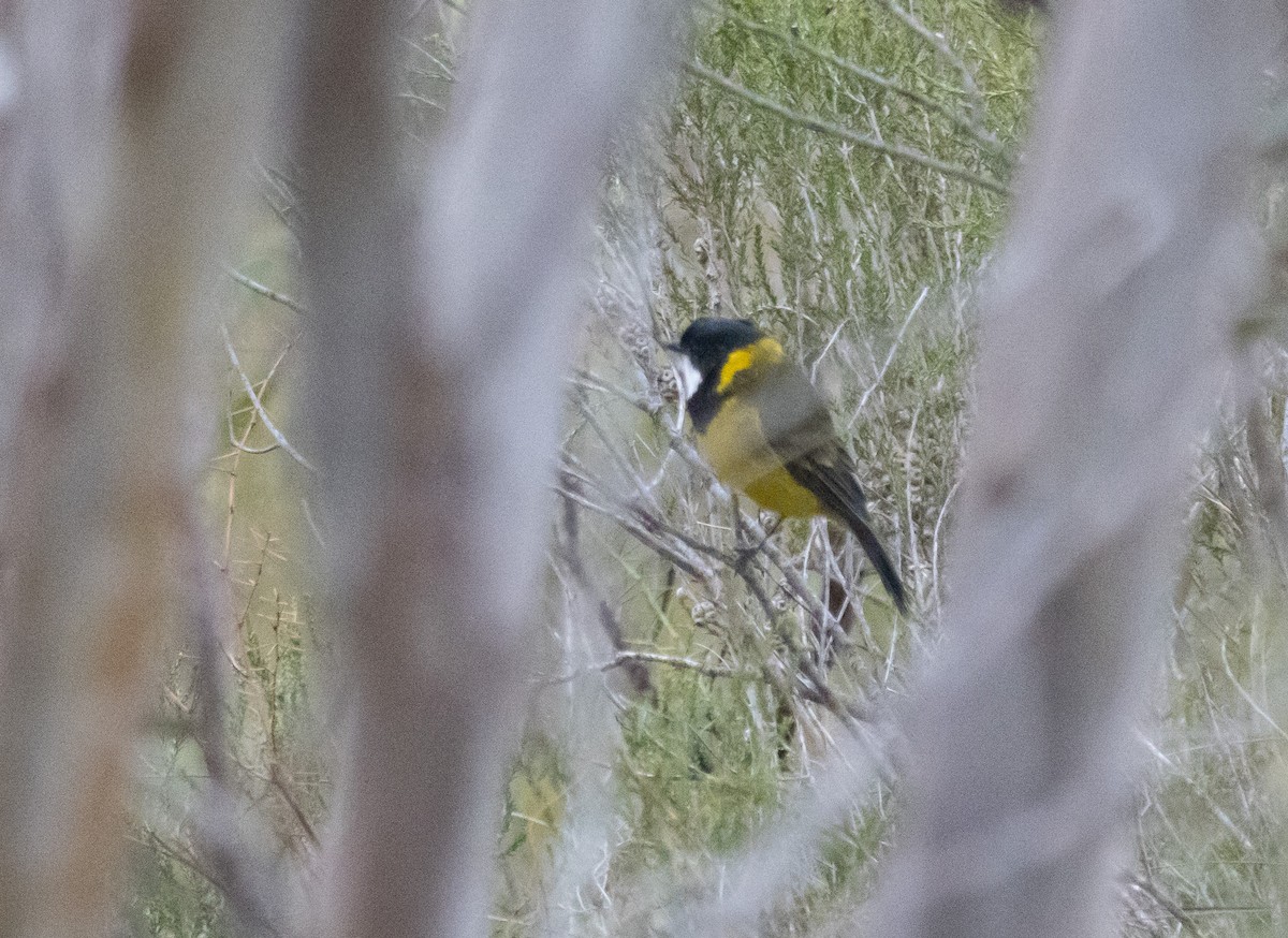 Golden Whistler (Western) - ML626252550