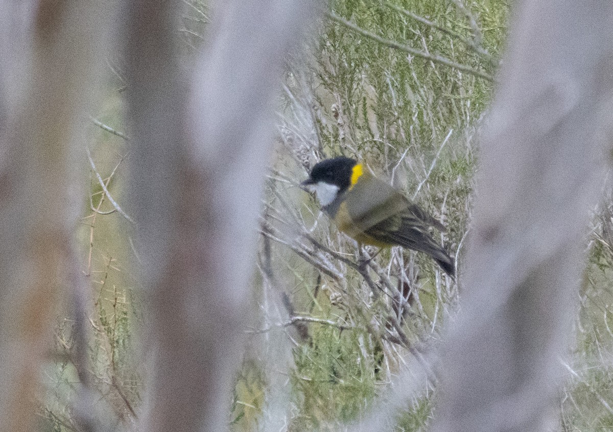 Golden Whistler (Western) - ML626252551