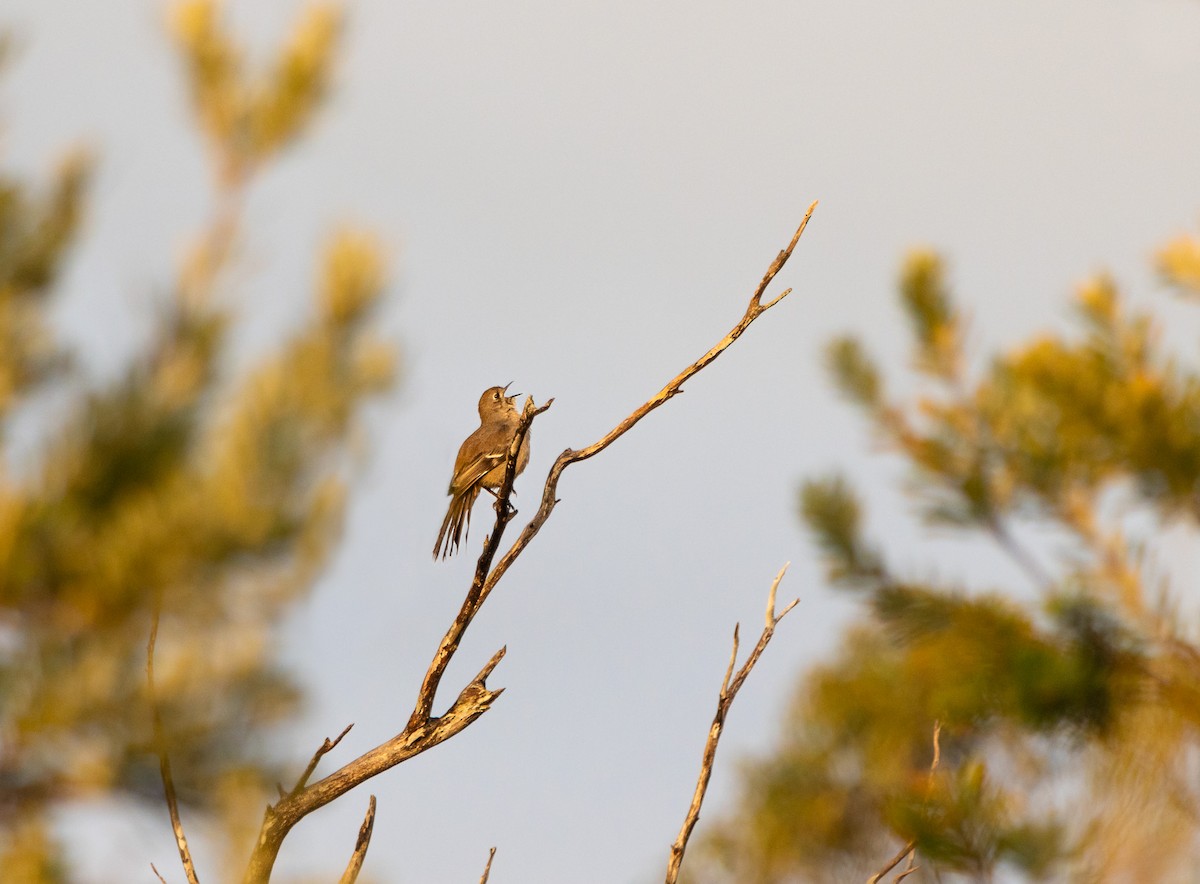 Southern Scrub-Robin - ML626252571