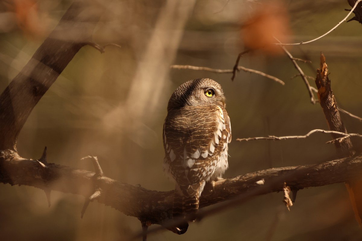 African Barred Owlet - ML626252607