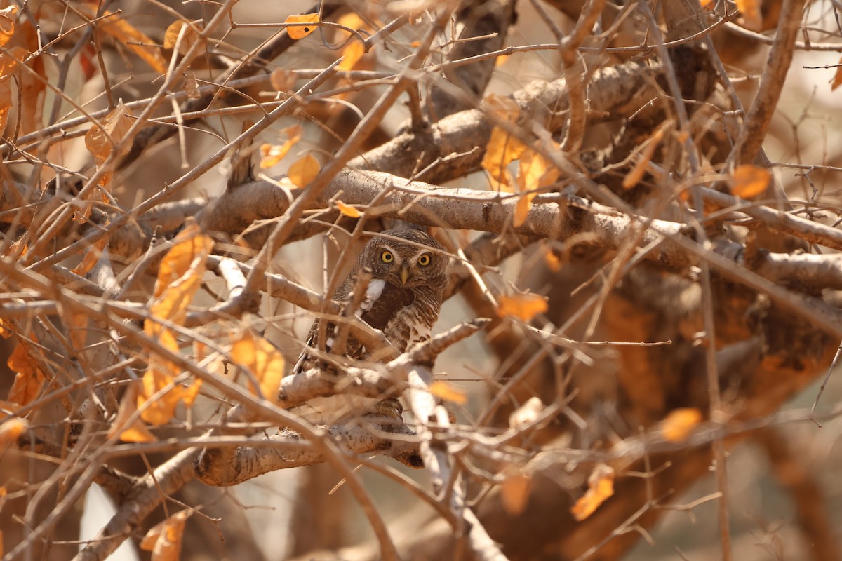 African Barred Owlet - ML626252608