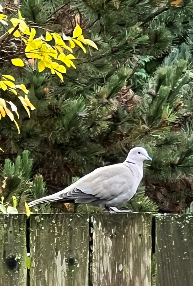 Eurasian Collared-Dove - ML626252635