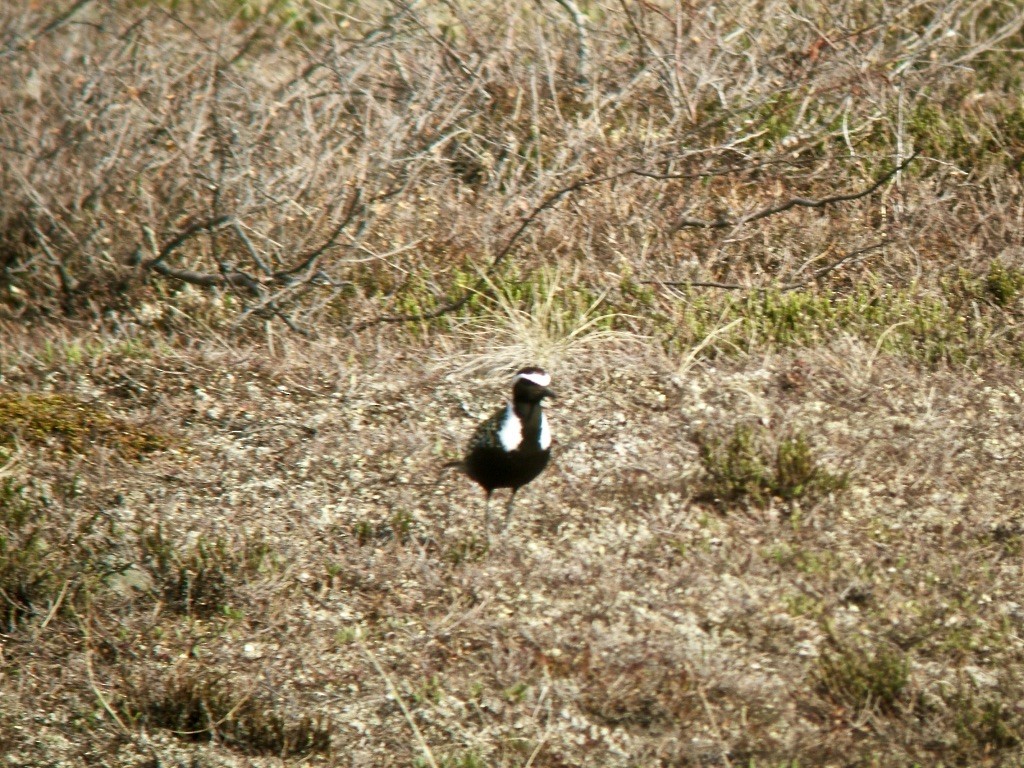 American Golden-Plover - ML626252858