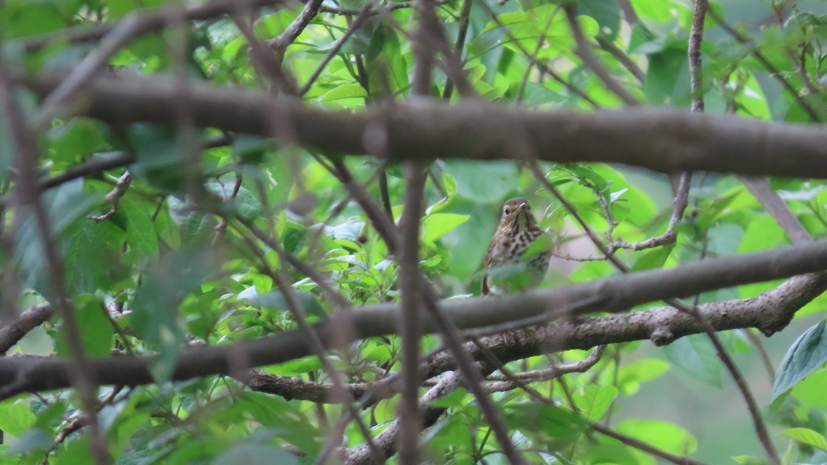 Swainson's Thrush - ML626252877