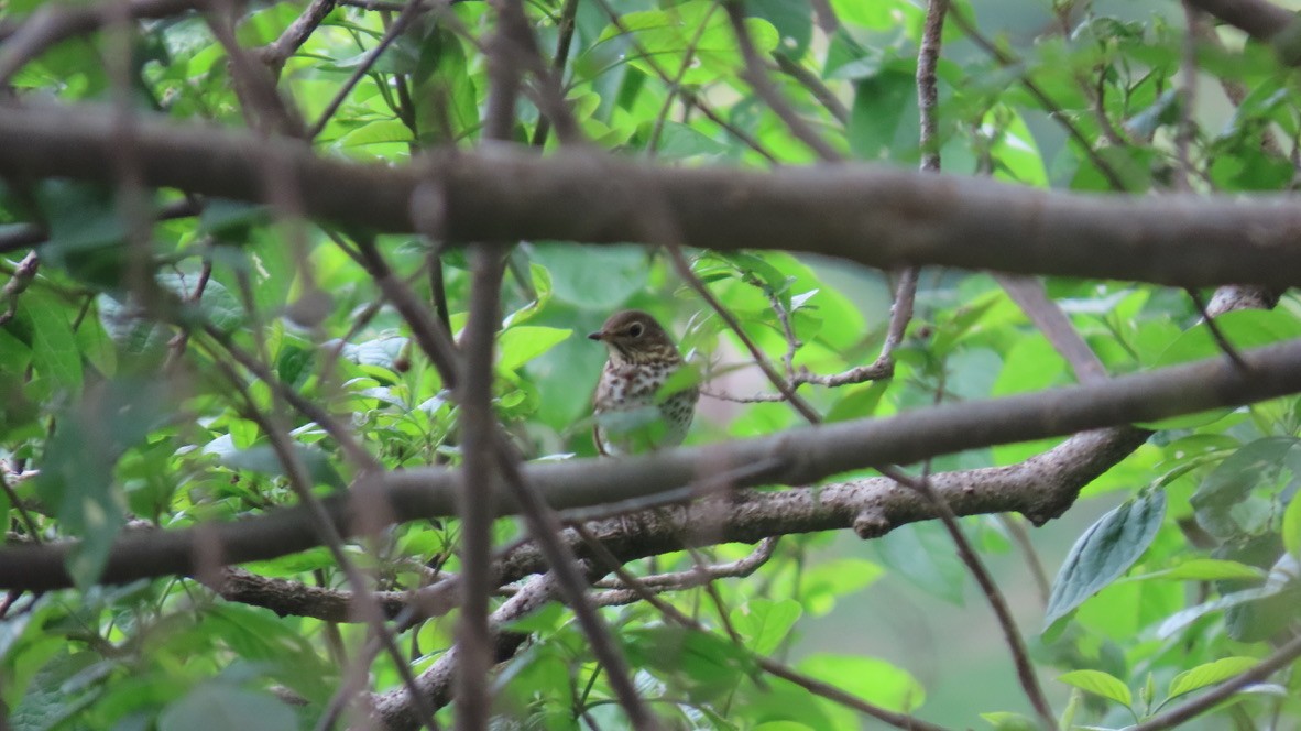 Swainson's Thrush - ML626252879