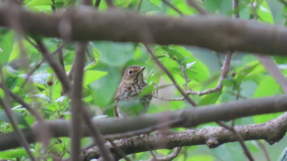 Swainson's Thrush - ML626252881