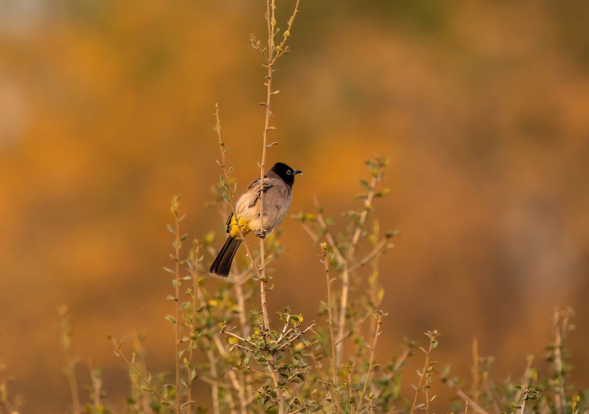 White-spectacled Bulbul - ML626252904